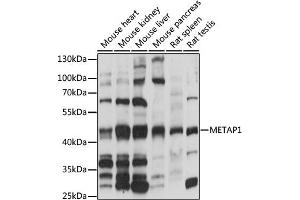Western blot analysis of extracts of various cell lines, using MET antibody (ABIN7268489) at 1:1000 dilution. (METAP1 antibody  (AA 177-386))