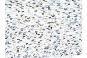 DAZAP1 antibody was used for immunohistochemistry at a concentration of 4-8 ug/ml to stain Myocardial cells (arrows) in Human Heart. (DAZAP1 antibody  (C-Term))
