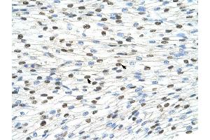DAZAP1 antibody was used for immunohistochemistry at a concentration of 4-8 ug/ml to stain Myocardial cells (arrows) in Human Heart. (DAZAP1 antibody  (C-Term))