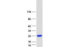 Validation with Western Blot (IL32 Protein (Transcript Variant 4) (Myc-DYKDDDDK Tag))