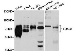 Western blot analysis of extracts of various cell lines, using FOXC1 antibody (ABIN5975815) at 1/1000 dilution. (FOXC1 antibody)