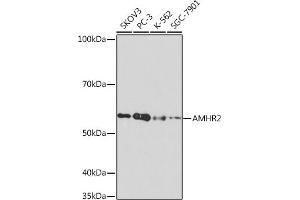 Western blot analysis of extracts of various cell lines, using  Rabbit mAb (ABIN7265630) at 1:1000 dilution. (AMHR2 antibody)