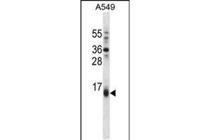 BBC3 Antibody (Center) (ABIN658021 and ABIN2850502) western blot analysis in A549 cell line lysates (35 μg/lane). (PUMA antibody  (AA 109-137))