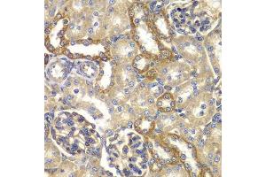 Immunohistochemistry of paraffin-embedded rat kidney using RAB5C antibody. (Rab5c antibody  (AA 1-216))