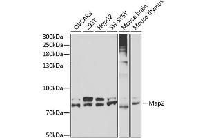 Western blot analysis of extracts of various cell lines, using Map2 antibody  at 1:400 dilution. (MAP2 antibody)
