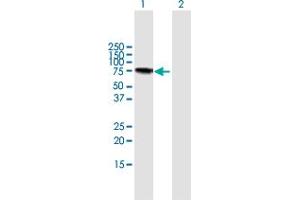 Western Blot analysis of LGALS3BP expression in transfected 293T cell line by LGALS3BP MaxPab polyclonal antibody. (LGALS3BP antibody  (AA 1-585))