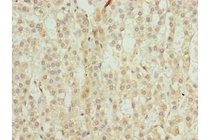 Immunohistochemistry of paraffin-embedded human adrenal gland tissue using ABIN7172369 at dilution of 1:100 (TRAPPC6B antibody  (AA 1-130))