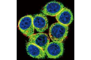 Immunofluorescence (IF) image for anti-Cystathionine-beta-Synthase (CBS) antibody (ABIN3002904) (CBS antibody)