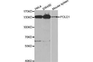 Western blot analysis of extracts of various cell lines, using POLD1 antibody. (POLD1 antibody)