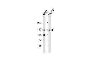 All lanes : Anti-hLLGL2- at 1:2000 dilution Lane 1: K562 whole cell lysate Lane 2: MCF-7 whole cell lysate Lysates/proteins at 20 μg per lane.