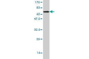 Western Blot detection against Immunogen (70. (Gasdermin B antibody  (AA 1-411))