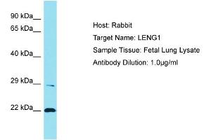 Host: Rabbit Target Name: LENG1 Sample Tissue: Human Fetal Lung Antibody Dilution: 1ug/ml (Leng1 antibody  (C-Term))