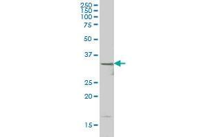 HHEX antibody  (AA 1-270)