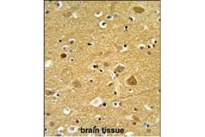 Formalin-fixed and paraffin-embedded human brain tissue reacted with TNPO1 Antibody (N-term), which was peroxidase-conjugated to the secondary antibody, followed by DAB staining. (Transportin 1 antibody  (N-Term))