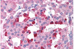 Human Pancreas (formalin-fixed, paraffin-embedded) stained with BCL2L14 antibody ABIN213910 at 2 ug/ml followed by biotinylated goat anti-rabbit IgG secondary antibody ABIN481713, alkaline phosphatase-streptavidin and chromogen. (BCL2L14 / BCL-G (C-Term) antibody)