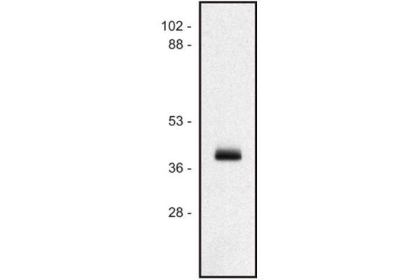 MICA antibody