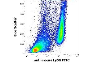 Flow cytometry surface staining pattern of murine bone marrow cells stained using anti-mouse Ly6G (RB6-8C5) FITC antibody (concentration in sample 0,5 μg/mL). (Ly6g antibody  (FITC))