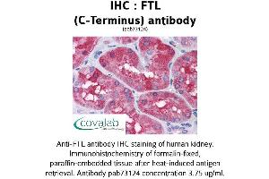 Image no. 2 for anti-Ferritin, Light Polypeptide (FTL) (C-Term) antibody (ABIN1734480) (FTL antibody  (C-Term))