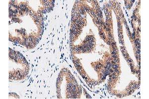 Image no. 4 for anti-Striatin Interacting Protein 1 (STRIP1) antibody (ABIN1498204)