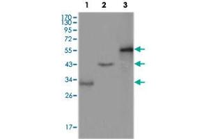 Western blot analysis using PEG10 monoclonal antibody, clone 1B1C4  against truncated Trx-PEG10 recombinant protein (1), truncated GST-PEG10 (aa 1-120) recombinant protein (2) and full-length PEG10 (aa 1-325)-hIgGFc transfected CHO-K1 cell lysate (3).