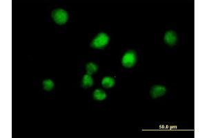 Immunofluorescence of purified MaxPab antibody to MAD2L1BP on HeLa cell. (MAD2L1BP antibody  (AA 1-306))
