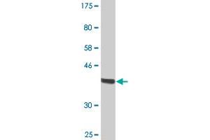 Western Blot detection against Immunogen (37. (NAP1L1 antibody  (AA 1-110))