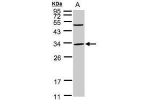 PEF1 antibody