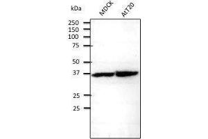 Anti. (RPS6 antibody  (C-Term))