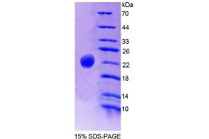 SDS-PAGE of Protein Standard from the Kit (Highly purified E. (Haptoglobin ELISA Kit)