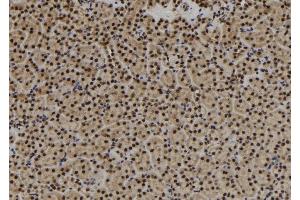 ABIN6279897 at 1/100 staining Mouse kidney tissue by IHC-P. (USP3 antibody  (N-Term))