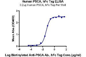 Immobilized Human PSCA, hFc Tag at 2 μg/mL (100 μL/Well) on the plate. (PSCA Protein (AA 12-86) (Fc Tag))