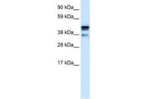 Western Blotting (WB) image for anti-C-terminal Binding Protein 1 (CTBP1) antibody (ABIN2460478) (CTBP1 antibody)