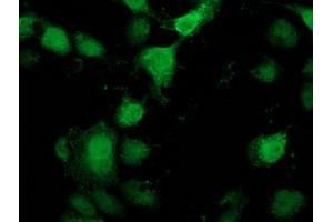 Anti-PNMT mouse monoclonal antibody (ABIN2454518) immunofluorescent staining of COS7 cells transiently transfected by pCMV6-ENTRY PNMT (RC206586). (PNMT antibody)