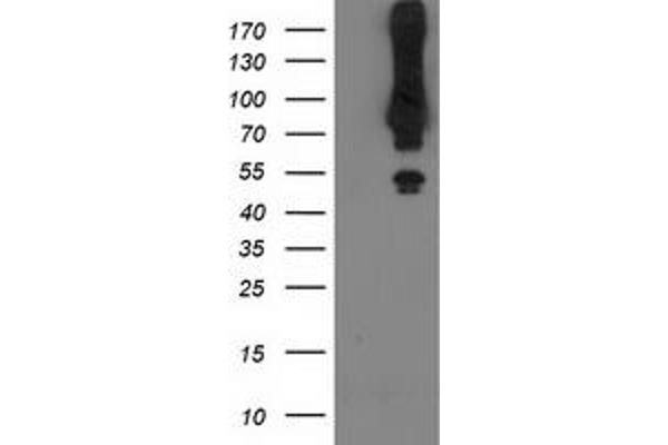 Mahogunin RING Finger Protein 1 antibody