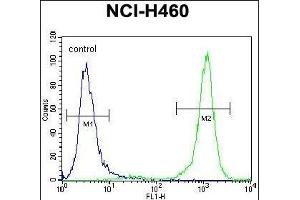 PCDHA9 Antibody (N-term) (ABIN656099 and ABIN2845442) flow cytometric analysis of NCI- cells (right histogram) compared to a negative control cell (left histogram). (PCDHA9 antibody  (N-Term))