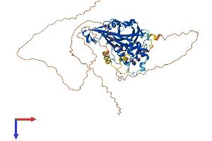AlphaFold protein structure predicition of Human Recombinant USP17L13 Protein, UniprotID C9JLJ4 (USP17L13 Protein (AA 1-530) (His tag))