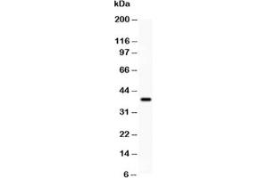 Western blot testing of SIRT3 antibody and recombinant human protein (0.