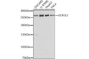 Western blot analysis of extracts of various cell lines using GCN1L1 Polyclonal Antibody at dilution of 1:3000. (GCN1L1 antibody)