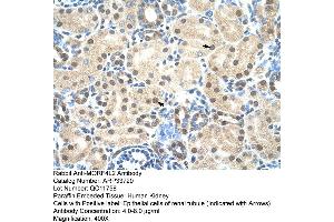 Human kidney (MORF4L2 antibody  (N-Term))