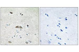 Immunohistochemistry analysis of paraffin-embedded human brain tissue using RL39L antibody.