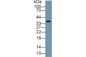Western Blot; Sample: Human A549 cell lysate; Primary Ab: 1µg/ml Rabbit Anti-Human CDK1 Antibody Second Ab: 0. (CDK1 antibody  (AA 59-182))