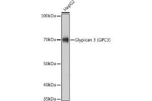Western blot analysis of extracts of HepG2 cells, using Glypican 3 (GPC3) (GPC3) Rabbit mAb (ABIN7267487) at 1:1000 dilution. (Glypican 3 antibody)