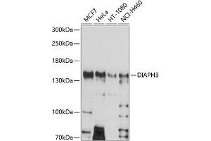 Western blot analysis of extracts of various cell lines, using DI antibody (ABIN6133501, ABIN6139618, ABIN6139619 and ABIN6214576) at 1:1000 dilution. (DIAPH3 antibody  (AA 630-849))