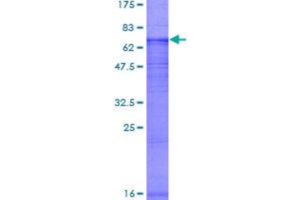 CLCNKB Protein (AA 1-462) (GST tag)