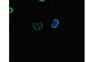 Immunofluorescent analysis of HepG2 cells using ABIN7157008 at dilution of 1:100 and Alexa Fluor 488-congugated AffiniPure Goat Anti-Rabbit IgG(H+L)