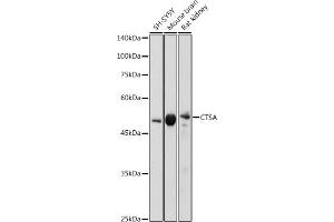 Western blot analysis of extracts of various cell lines, using CTSA antibody (ABIN6130654, ABIN6139218, ABIN6139220 and ABIN6221173) at 1:1000 dilution. (CTSA antibody  (AA 210-450))
