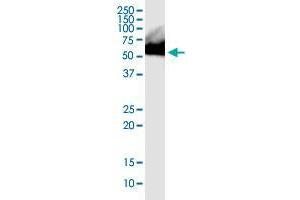 RNPS1 monoclonal antibody (M05), clone 7G8. (RNPS1 antibody  (AA 158-239))