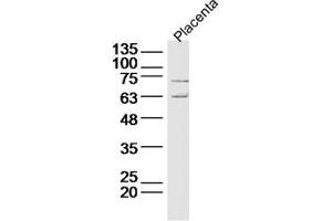 Lane 1: Mouse placenta lysate probed with Deltex 1 Polyclonal Antibody Unconjugated  at 1:300 overnight at 4˚C. (Deltex Homolog 1 antibody  (AA 351-450))