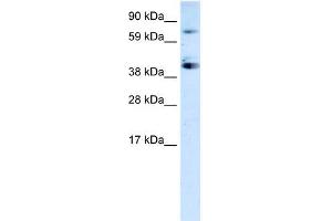 WB Suggested Anti-SP7 Antibody Titration:  0. (SP7 antibody  (C-Term))