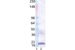 Western Blot analysis of : Lane 1: MW Marker, Lane 2: IL-33 (human), (recombinant), . (IL-33 antibody  (AA 112-270))
